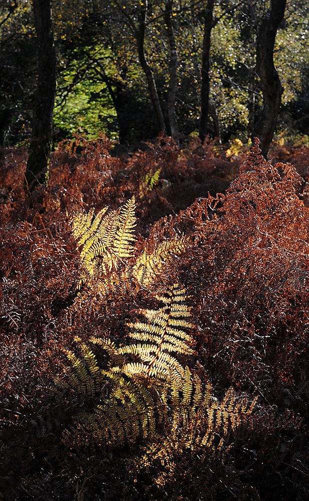 Autumn Golden Bracken, Bramshaw Wood 1